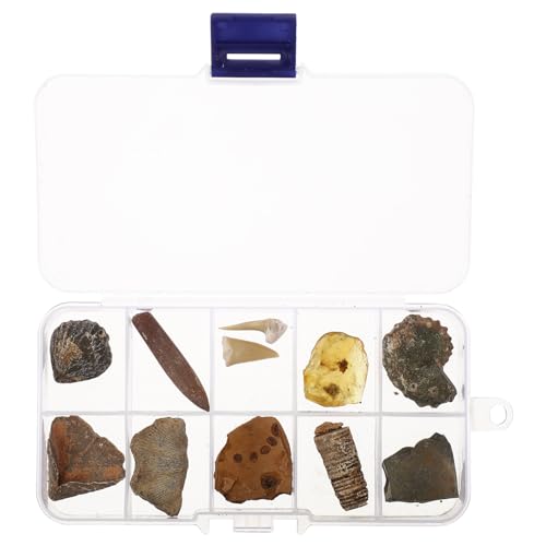 iplusmile 10Pcs Sammlung Kit Paläontologie Fossilien Enthält Eine Shark Zahn Fossilen Ammoniten Shell Paar Trilobite Und Orthoceras iplusmile 10Pcs Sammlung Kit Paläontologie Fossilien Enthält Eine Shark Zahn Fossilen Ammoniten Shell Paar Trilobite Und Orthoceras von iplusmile