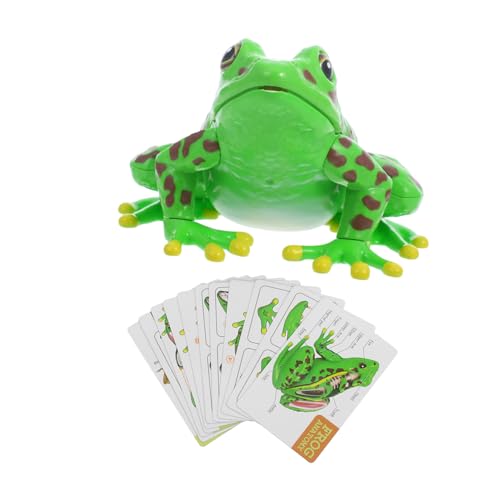 iplusmile Frosch-modell Anatomie-demonstrationsmodell Frosch-lebenszyklusmodell Frosch-ornamente Frosch 3d-modell Frosch-dissektionsset Frosch-puzzle Realistischer Frosch Green Plastik von iplusmile