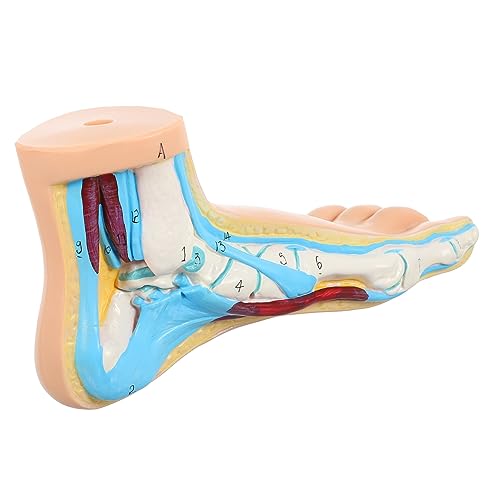 iplusmile Fußgelenk Modellmodelle Normales Fußmodell Für Den Medizinischen Unterricht Normales Fußmodell Anzeige Normaler Fußmodell Medizinisches Anatomisches Fußmodell Menschliches von iplusmile