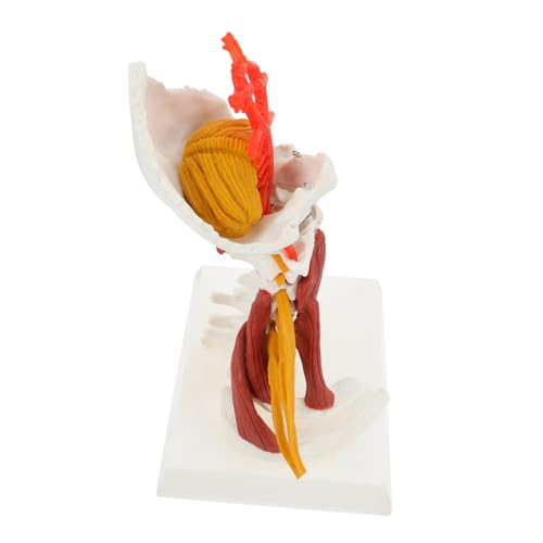 iplusmile Anatomisches Modell Der Halswirbelsäule Mit Nerven Und Muskeln Lehrmittel Für Medizinstudenten Und Fachkräfte Zur Anatomiedemonstration Und Patientenaufklärung iplusmile Anatomisches Modell Der Halswirbelsäule Mit Nerven Und Muskeln Lehrmittel Für Medizinstudenten Und Fachkräfte Zur Anatomiedemonstration Und Patientenaufklärung von iplusmile