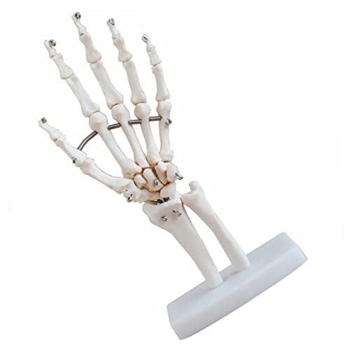 iplusmile Handgelenk Modell Ärzte Anatomisches Modell Skelettmodell Der Menschlichen Hand Menschliches Anatomisches Modell Handskelett Mit Gelenkmodell Handgelenk-skelettmodell Pvc Weiß von iplusmile