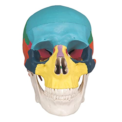 iplusmile Knochenschädel Modell der menschlichen Anatomie menschlicher Schädel Tierischen Schädel Die the skulls totenschädel abnehmbares Schädelmodell farbiges Schädelmodell PVC von iplusmile