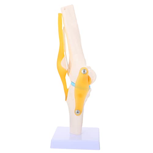 iplusmile Human Knee Joint Model Anatomisches Modell Für Lehrzwecke Flexibles Leichtes Material Für Anatomie-studien Und Lehrpräsentationen Zeigt Flexion Extension Und Rotation iplusmile Human Knee Joint Model Anatomisches Modell Für Lehrzwecke Flexibles Leichtes Material Für Anatomie-studien Und Lehrpräsentationen Zeigt Flexion Extension Und Rotation von iplusmile
