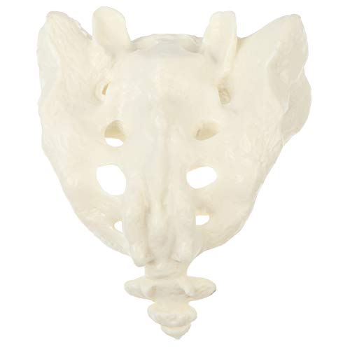 Anatomy Skelett Menschliches Sacrum Anatomisches Modell - Menschlichen Knochen Modell für Schulungsmaterialien Anatomie Medizinische Ausbildung Halloween von iplusmile