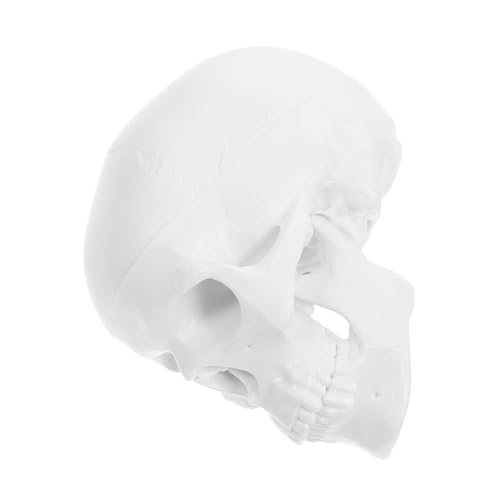 iplusmile Mini-schädelmodell, Menschliches Schädelmodell Für Anatomie, Abnehmbare Mini-schädeldekoration Für Medizinische Lehre Und Halloween-displays von iplusmile