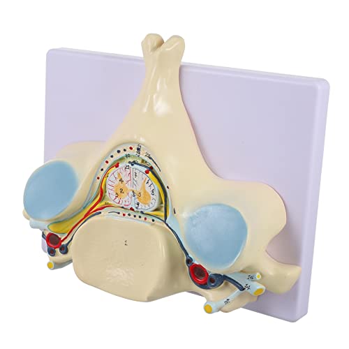 iplusmile Modell der Spinalnerven menschliches Wirbelmodell Torso Knochen menschlichen Lendenwirbel Muskel Becken Wirbelsäulenmodell Halswirbelmodell anatomisches Modell Anatomiemodell PVC von iplusmile