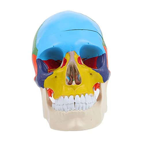 iplusmile Schädelmodell Gehirn Schädelknochen Orgelmodell Lungenmodell menschlicher Körper für the skulls totenschädel Schädelbild Schädelkopfmodell anzeigen Schädel-Lehrmodell PVC von iplusmile