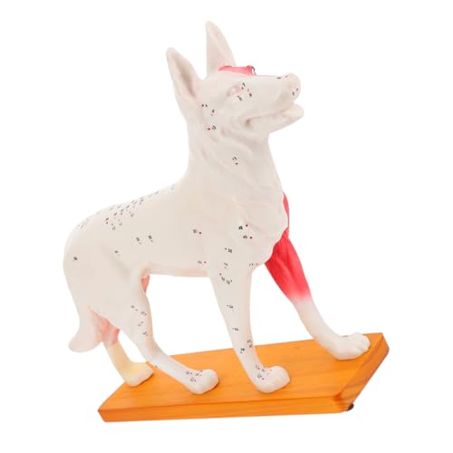 iplusmile akupunkturpunktmodell für hunde Modell der Körperakupunktur des Hundes tierisches Punktmodell Modell der Akupunkturpunkte Akupunktur-Trainingsmodell Anatomisches Hundemodell PVC von iplusmile