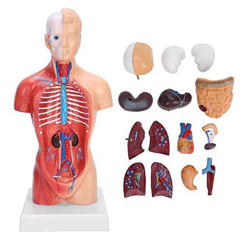 Menschlicher Torso-Modell, abnehmbare innere Organe, Anatomieunterricht für Schulen, Krankenhäuser, 28 cm von lvifloae