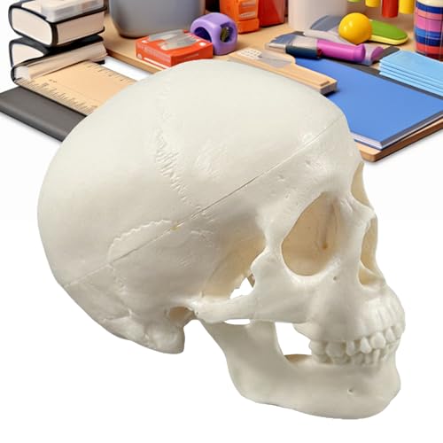 lyanny Anatomie Schädel,Mini-Skelettkopf | Kleines Anatomie Lehrmodell Dekoration für Halloween Unterricht Wissenschaft Lernen | Deko Für Halloween & Wissenschaft lyanny Anatomie Schädel,Mini-Skelettkopf | Kleines Anatomie Lehrmodell Dekoration für Halloween Unterricht Wissenschaft Lernen | Deko Für Halloween & Wissenschaft von lyanny