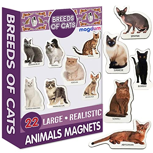 magdum Dekorative Magnete Katzen - 22 GROßE Kühlschrank Magnete - Magnete kühlschrank - Magnete Kinder - Magnetspiel - Magnete Tiere - Katze Spielzeug Kinder - Katzenspielzeug - Katzenmotiv Artikel von magdum