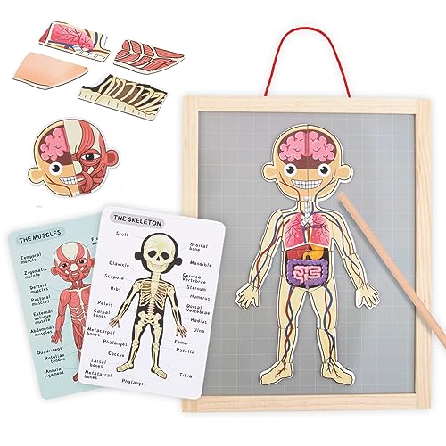 Mamabrum, Magnetpuzzle – Anatomie Lernen – menschlicher Körper, große Magnettafel, 2 doppelseitige Karten, 1 Register, lehrt die Körperstruktur, anatomisches Puzzle für Kinder von mamabrum