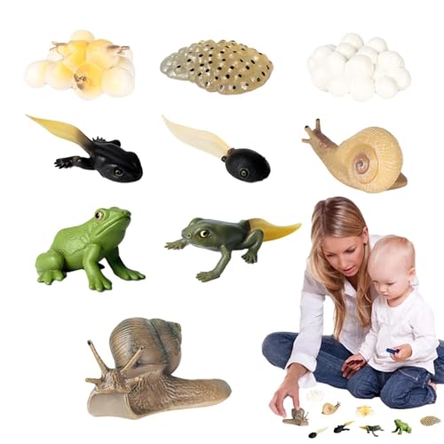 Lebenszyklus-Kit,Frosch-Lebenszyklus - Wissenschaftlicher Wachstumszyklus Tierfiguren,Naturwissenschaftliches Spielzeug für Vorschulkinder, Lern- und Lernspielzeug, Spielzeug für Wissenschaftszentren von mimika