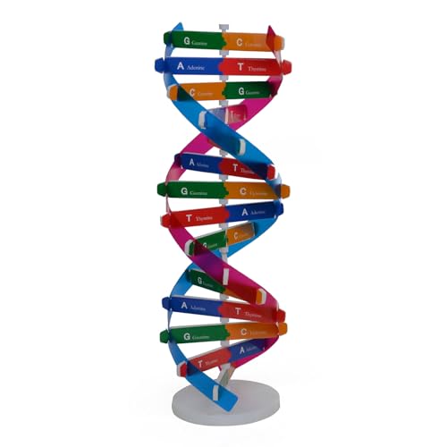 osiuujkw Ancestry DNAs Kit, beliebtes Double Wissenschafts Lehrwerkzeug, Modelle Double für Modell Wissenschaftspädagogik von osiuujkw