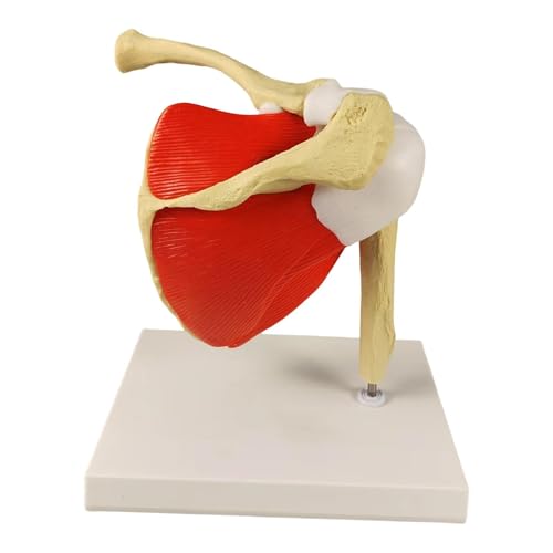 Anatomie-Display für menschliche Schultergelenke, 3D-Polyurethan, Lehrhilfe für Klassenzimmer, Training, Studium, 22,5 x 18 x 22 cm Anatomie-Display für menschliche Schultergelenke, 3D-Polyurethan, Lehrhilfe für Klassenzimmer, Training, Studium, 22,5 x 18 x 22 cm von pistro