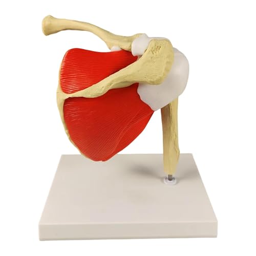 Menschliches Schultergelenkmodell mit Basis, anatomisches Lehrwerkzeug für Klassenzimmer, Forschung und Physiotherapie-Studium, 22,5 x 18 x 22 cm Menschliches Schultergelenkmodell mit Basis, anatomisches Lehrwerkzeug für Klassenzimmer, Forschung und Physiotherapie-Studium, 22,5 x 18 x 22 cm von pistro