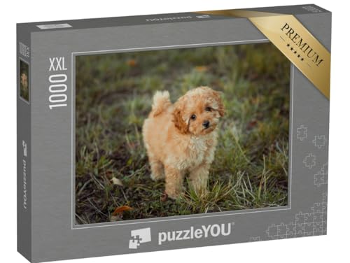 Puzzle 1000 Teile XXL „Kleiner brauner Pudelwelpe“ – aus der Puzzle-Kollektion Pudel, Hunde Puzzle 1000 Teile XXL „Kleiner brauner Pudelwelpe“ – aus der Puzzle-Kollektion Pudel, Hunde von puzzleYOU