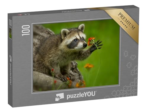 puzzleYOU: Puzzle 100 Teile „Waschbär in Minnesota unter kontrollierten Bedingungen“ – aus der Puzzle-Kollektion Waschbären, Tiere in Wald & Gebirge, Exotische Tiere & Trend-Tiere von puzzleYOU