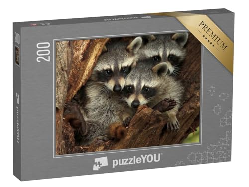 puzzleYOU: Puzzle 200 Teile „DREI kuschelige Waschbären in Einer Baumhöhle“ – aus der Puzzle-Kollektion Waschbären, Tiere in Wald & Gebirge, Exotische Tiere & Trend-Tiere von puzzleYOU