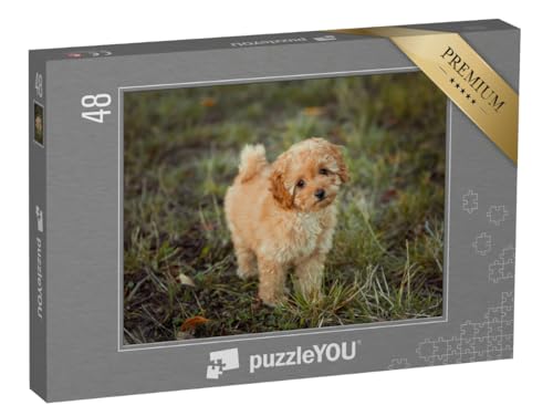 puzzleYOU: Puzzle 48 Teile „Kleiner brauner Pudelwelpe“ – aus der Puzzle-Kollektion Pudel, Hunde puzzleYOU: Puzzle 48 Teile „Kleiner brauner Pudelwelpe“ – aus der Puzzle-Kollektion Pudel, Hunde von puzzleYOU