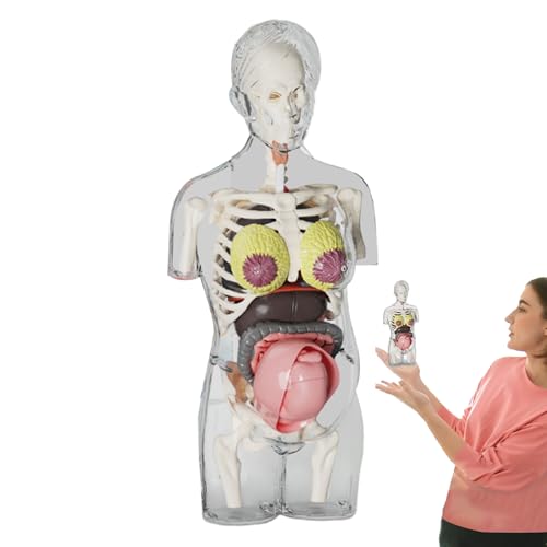 usefulbeauty Anatomiemodelle Menschlicher Körper | Torso Modell Schwangere | Lehrreiches Anatomisches Zusammenbau Set Für Kinder Jugendliche Schule Unterricht usefulbeauty Anatomiemodelle Menschlicher Körper | Torso Modell Schwangere | Lehrreiches Anatomisches Zusammenbau Set Für Kinder Jugendliche Schule Unterricht von usefulbeauty