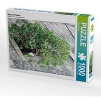 CALVENDO Puzzle Baum im Fenster 1000 Teile Lege-Größe 48 x 64 cm Foto-Puzzle Bild von Nina Schwarze CALVENDO Puzzle Baum im Fenster 1000 Teile Lege-Größe 48 x 64 cm Foto-Puzzle Bild von Nina Schwarze von Calvendo
