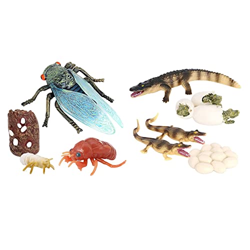 zabeto 1 Set Zikaden- und Krokodil Leben Zyklus Insekten Wachstum Zyklus Modelle Simulation Kognitives Lernen Spielzeug für Kinder von zabeto