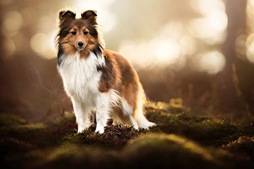 1000 Teile Puzzle für Erwachsene, Shetland Sheepdog Brain Challenge Puzzle für Kinder, Lernspiele, zum Geburtstag, Thanksgiving, 50 x 70 cm von znwrr