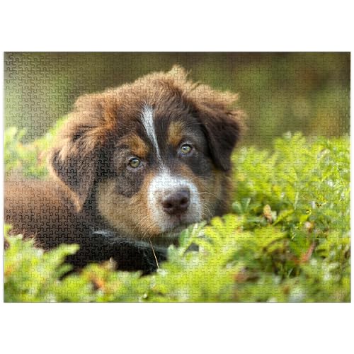 Ein Hund im Gras – Premium-Puzzle mit 1000 Teilen für Erwachsene, 50 x 70 cm von znwrr