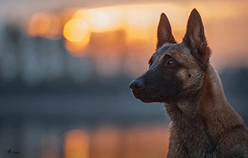 Einteiliges Puzzle 2000 Teile Belgischer Schäferhund Malinois 70x100CM von znwrr