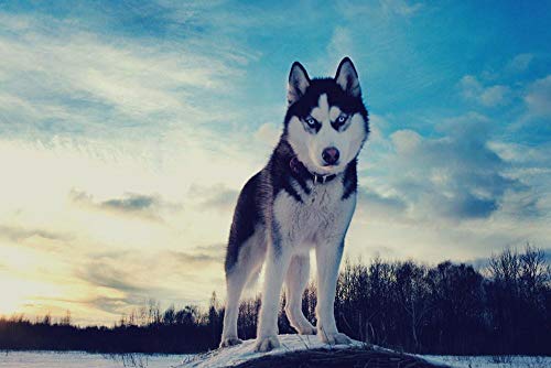 Klassisches Puzzle 1000 Teile aus Holz, Alaskan Malamute, Kind oder einen Freund, 38 x 52 cm von znwrr