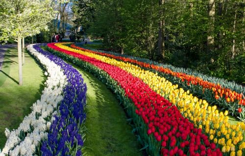 Puzzle 1000 Teile, Niederlande Keukenhof Garten Tulpen Puzzle Kindergeschenke 50x70CM von znwrr