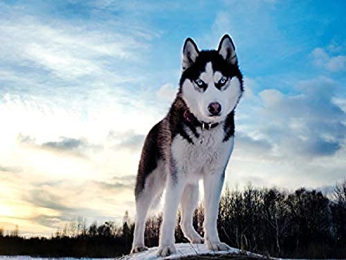 Puzzle 1000 Teile Erwachsenenpuzzle, Papierpuzzle, klassisches 3D-Puzzle, Husky unter dem Himmel, DIY-Sammlerstücke, Moderne Heimdekoration, 26 x 38 cm von znwrr