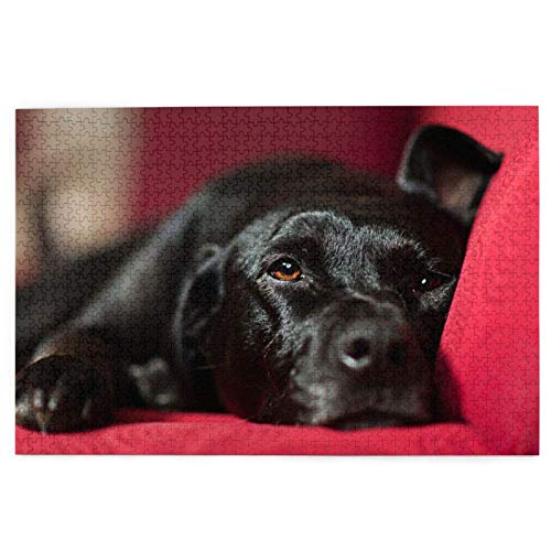 Puzzles 1000 Teile Schwarzer Labrador Retriever Haustiere Bokeh Schwarze Hunde Puzzlespielzeug Familienspiel Wanddekoration für Erwachsene Teenager 26x38CM von znwrr