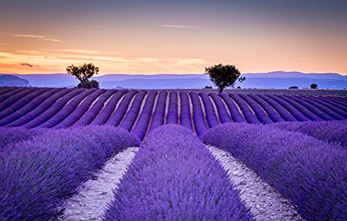 Puzzles für Erwachsene, 1000 Teile, Puzzle, Familiendekoration, Feld, Frankreich, Lavendel, Provence, 38 x 52 cm von znwrr